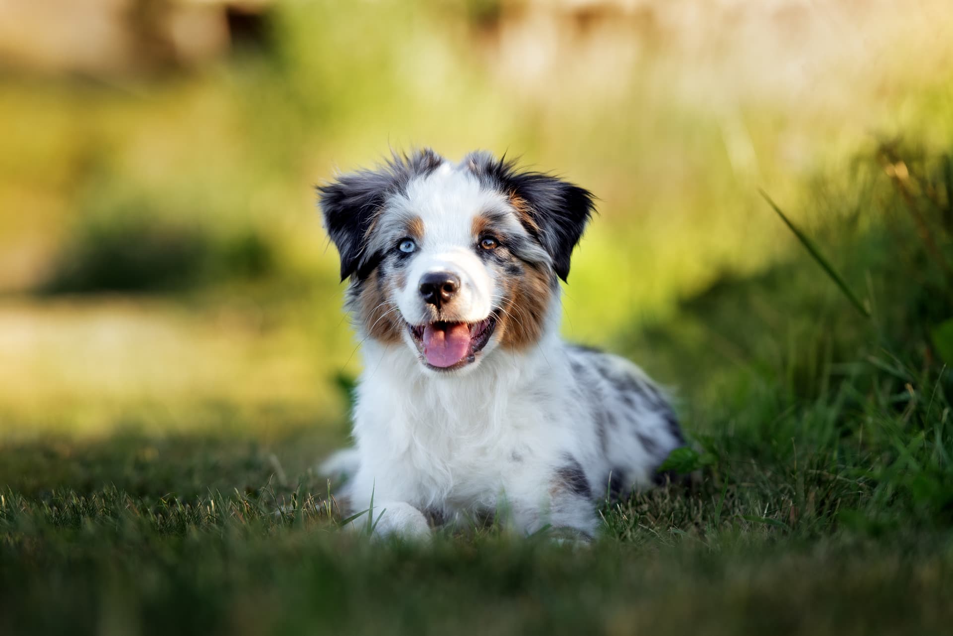 Dermatología veterinaria en Lugo